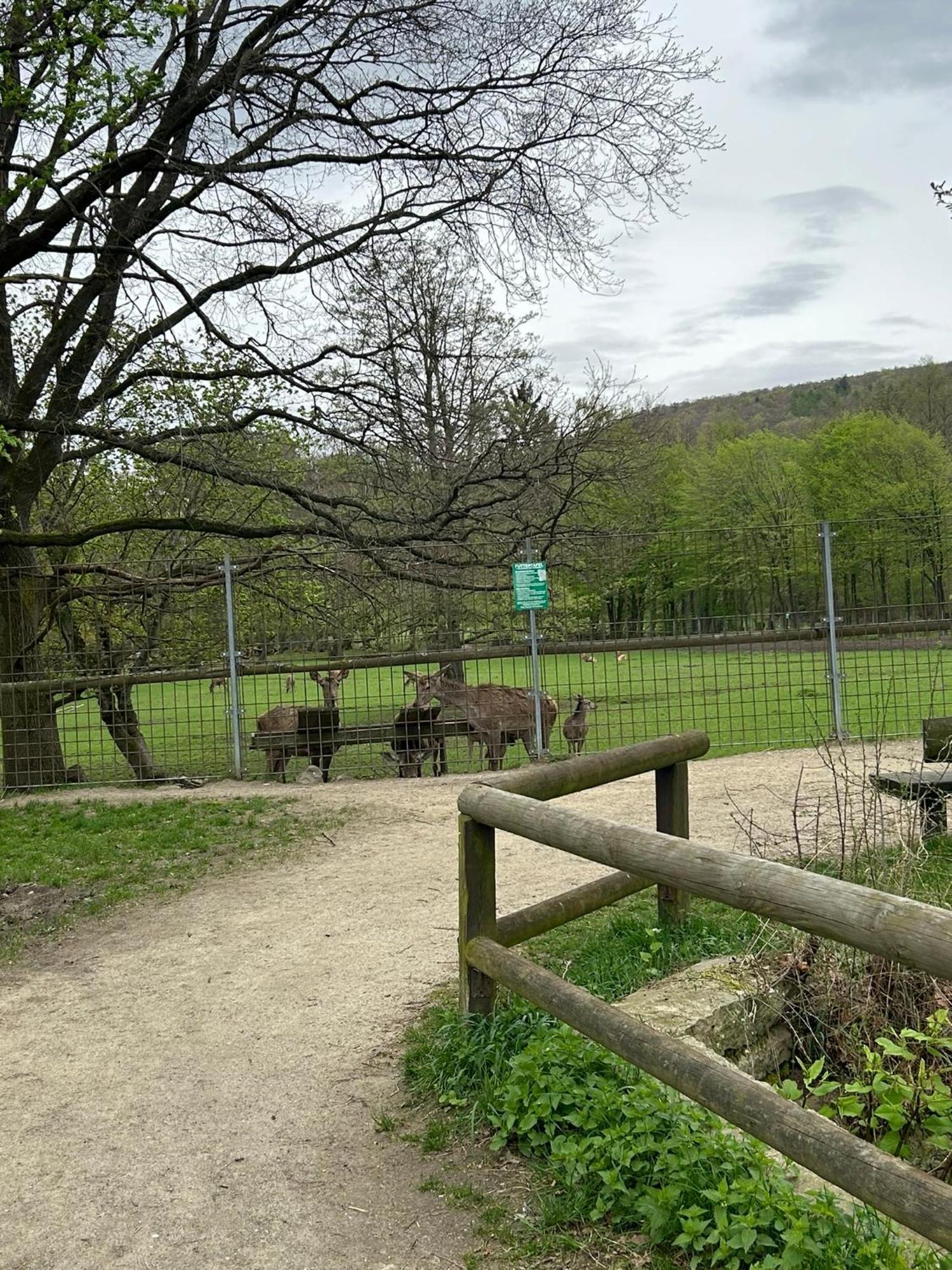 Ferienwohnung Kleine Auszeit am Wildgehege Bad Harzburg Exterior foto